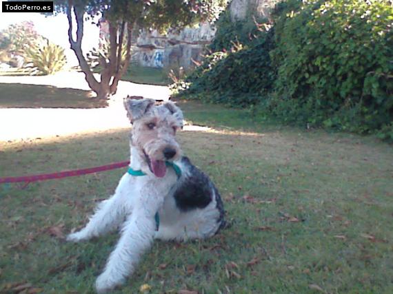 La foto del perro