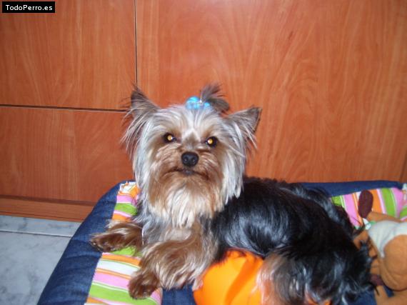 La foto del perro