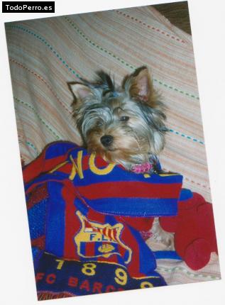 La foto del perro
