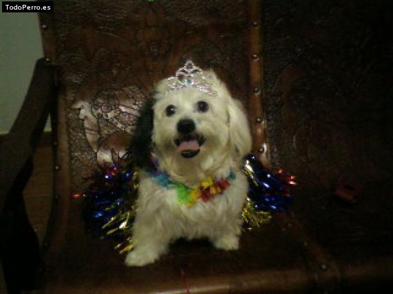 La foto del perro