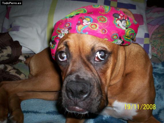 La foto del perro