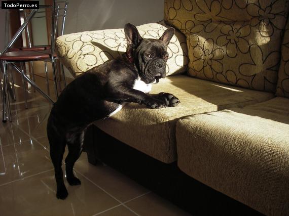 La foto del perro