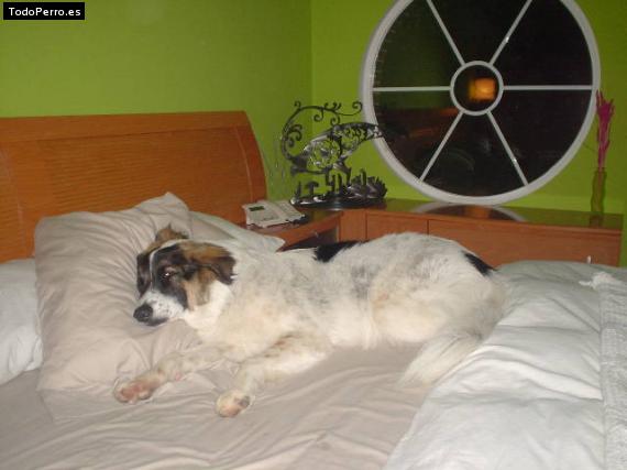 La foto del perro