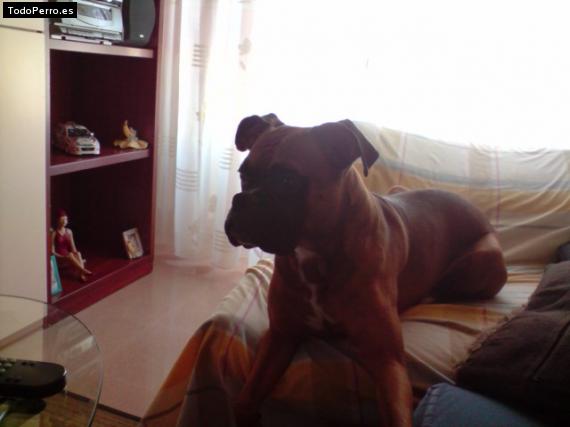 La foto del perro
