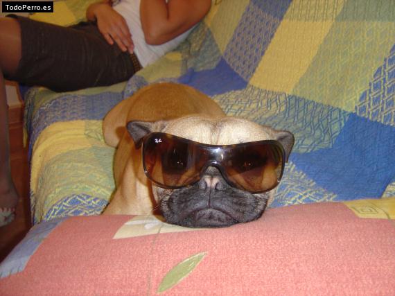 La foto del perro