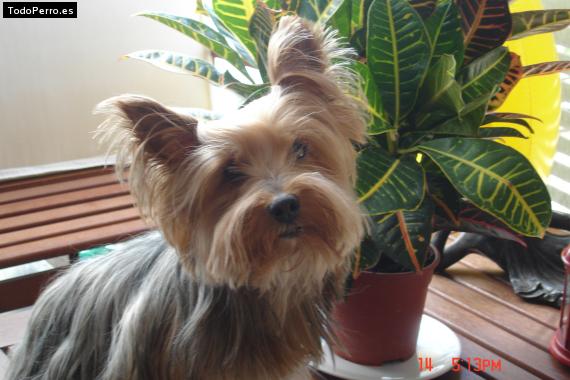 La foto del perro