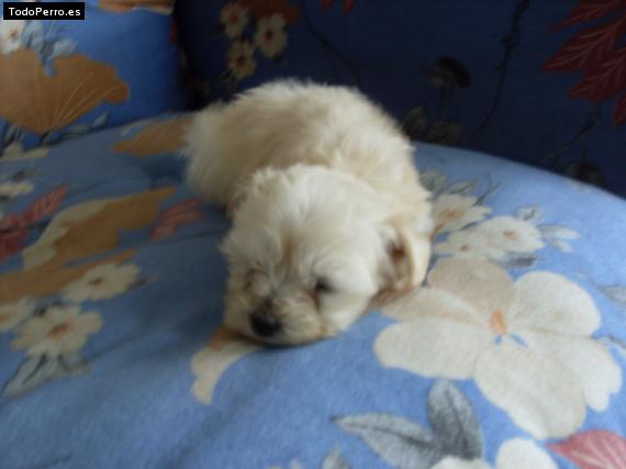 Foto del perro Wendy