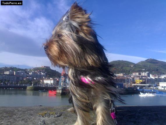 La foto del perro