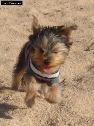 La foto del perro