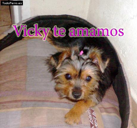 La foto del perro