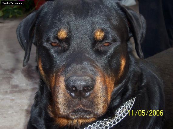 La foto del perro