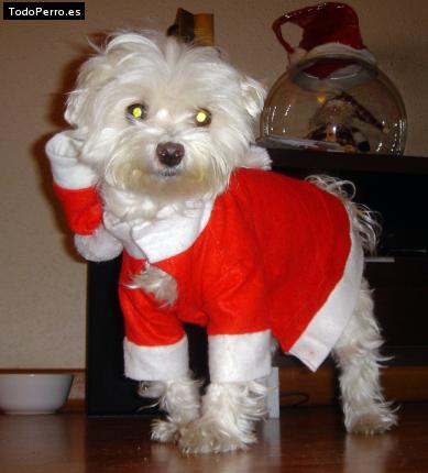 La foto del perro