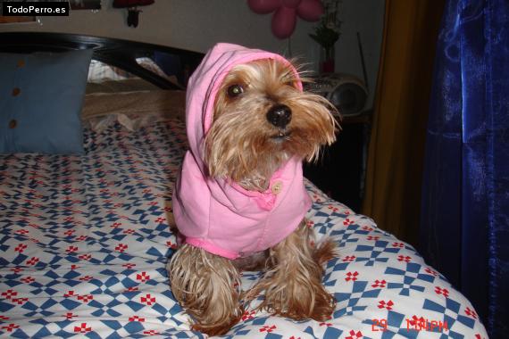 La foto del perro