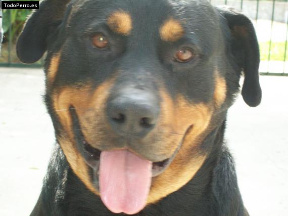 La foto del perro