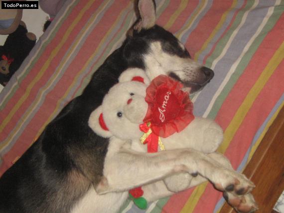 La foto del perro
