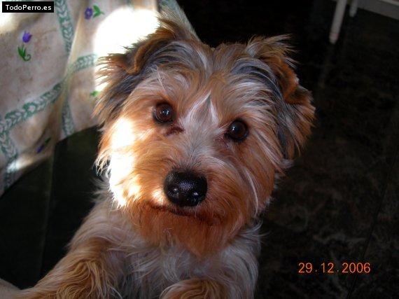 La foto del perro