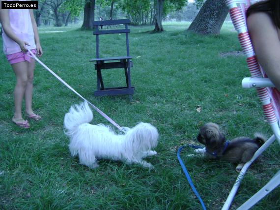 La foto del perro