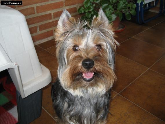 La foto del perro