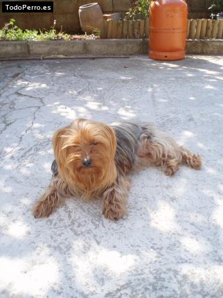 La foto del perro