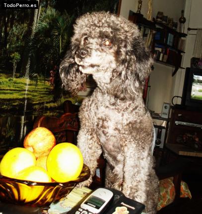 La foto del perro
