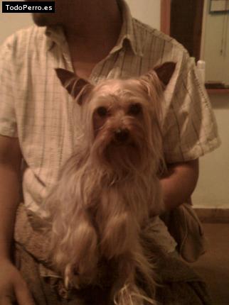 La foto del perro