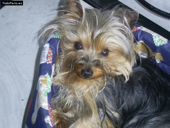La foto del perro