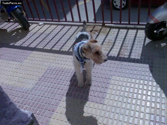 La foto del perro