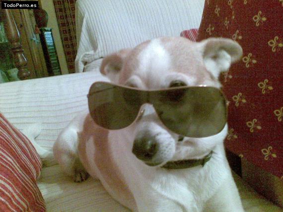 La foto del perro