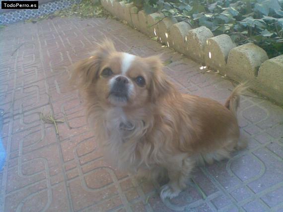 La foto del perro