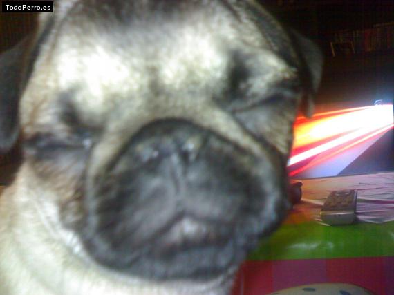 La foto del perro