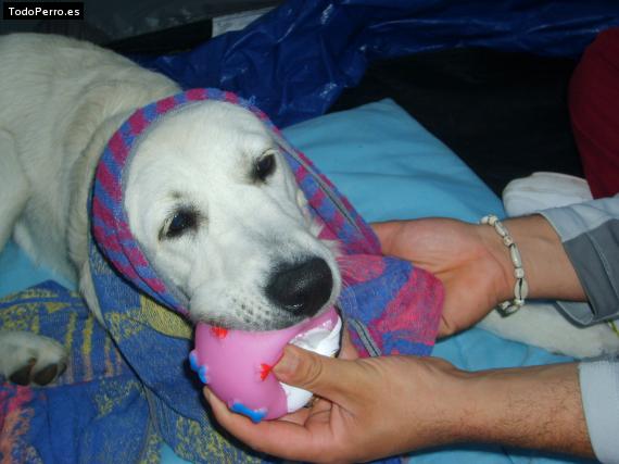 La foto del perro