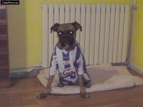 La foto del perro
