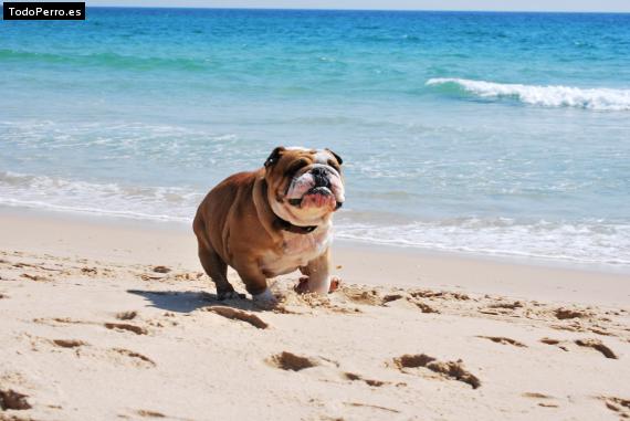 La foto del perro