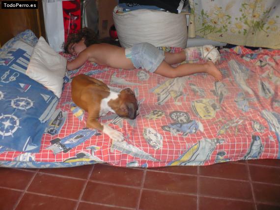 La foto del perro