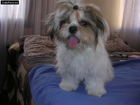 La foto del perro