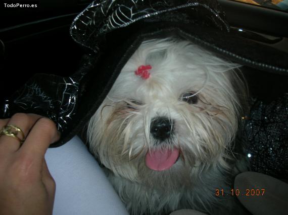 La foto del perro