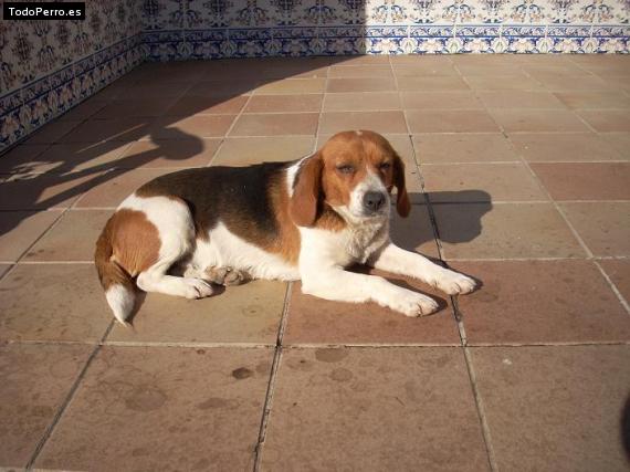 La foto del perro