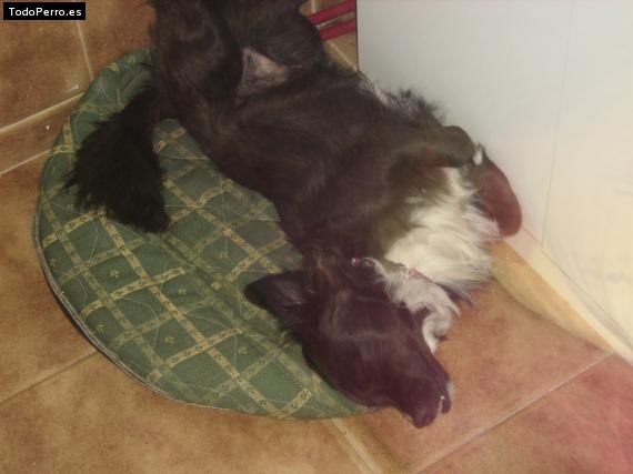 La foto del perro