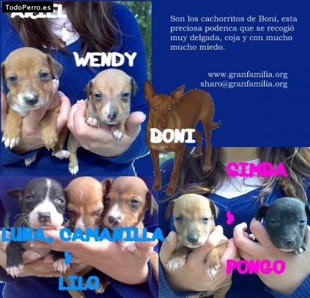 La foto del perro