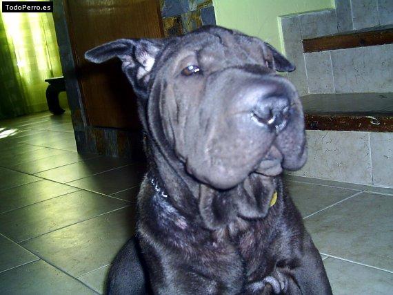 La foto del perro