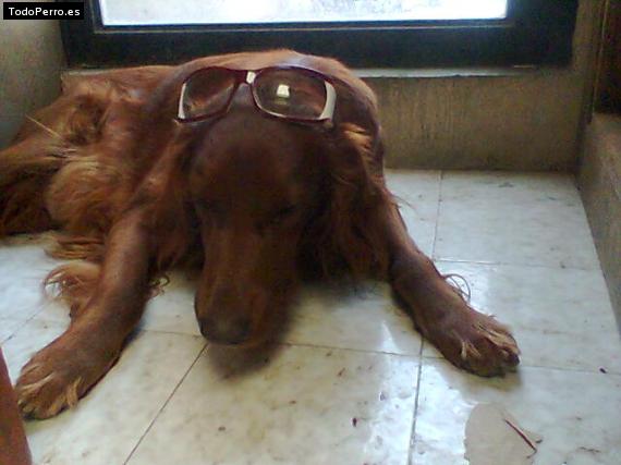 La foto del perro