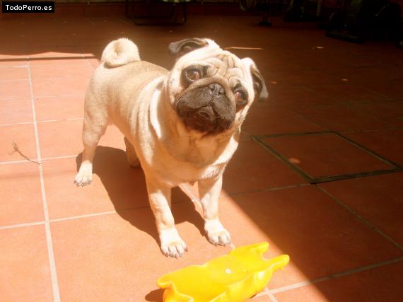 La foto del perro
