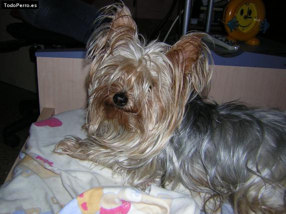 La foto del perro