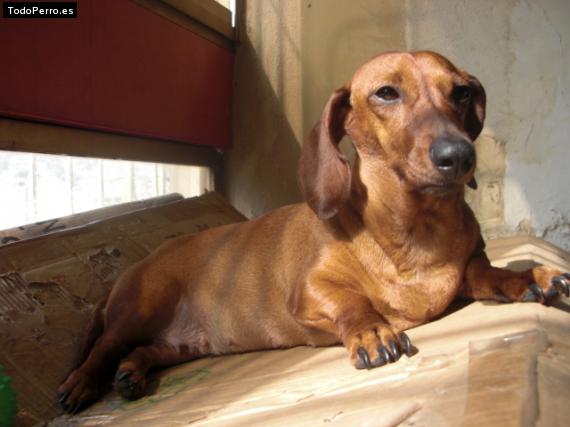 La foto del perro