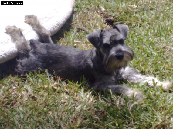 La foto del perro