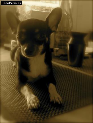 La foto del perro