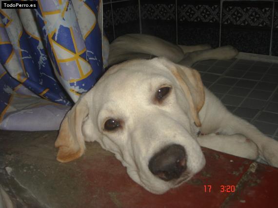 La foto del perro
