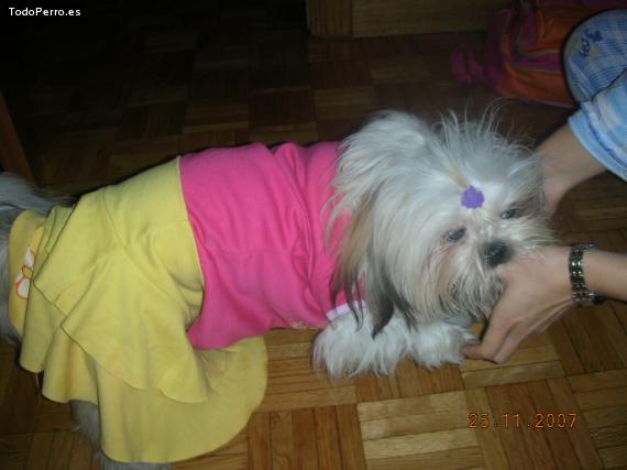 La foto del perro