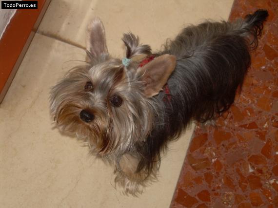 La foto del perro