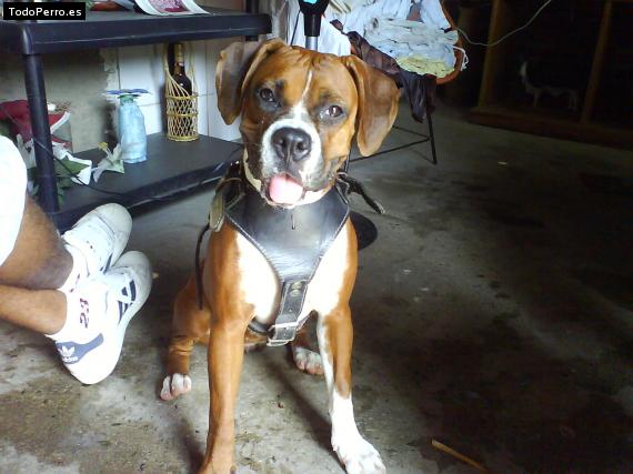 La foto del perro